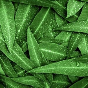 Decor Natural 009 - For Interior