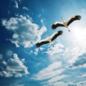 Premium Natural 022 - Printable File