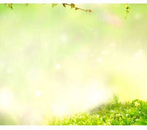 Natural Wall Art 031