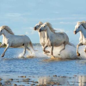 Premium Wall 150 - Printable File