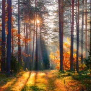 Premium Wall 580 - High Quality